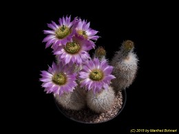 Echinocereus reichenbachii v. f. albispinus 384